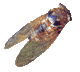 cigale du roy d