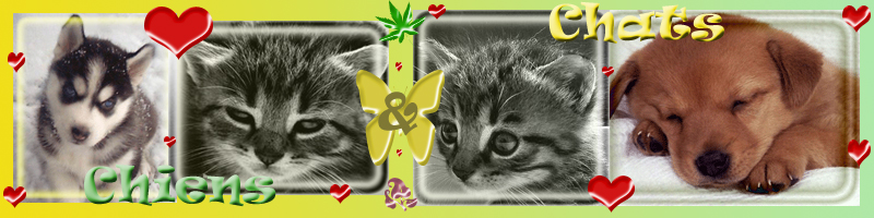 Pour l'Amour des Chiens et des Chats Forum Index