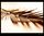 plume d