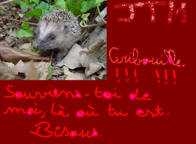 Les Animaux, mes Amis Forum Index
