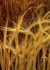 sanabil Index du Forum