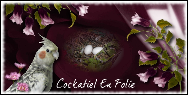 Cockatiel en Folie Forum Index