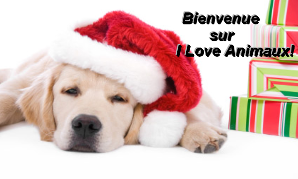 ILA (I Love Animaux) Forum Index