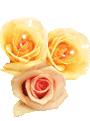 New posts [ Popular ]
