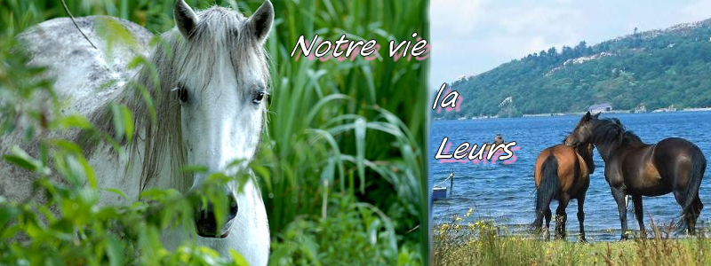 notre vie c'est la leurs Forum Index