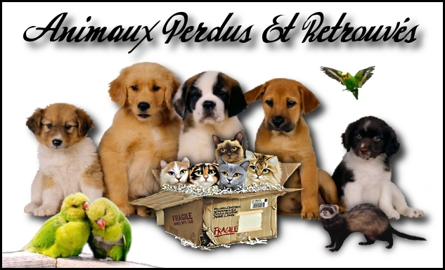 Animaux, perdus, retrouvés, ect. Forum Index