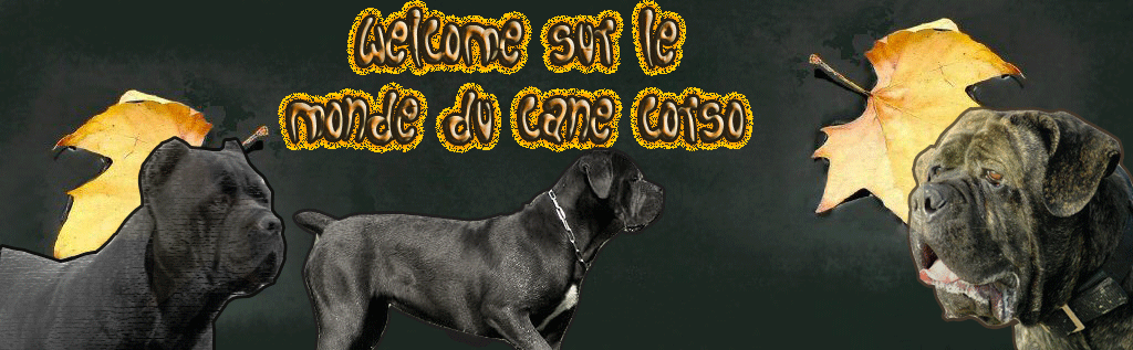 Le monde du cane corso Forum Index