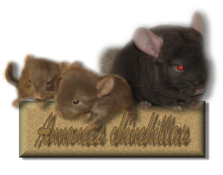 mes annonces chinchillas Forum Index