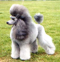 pelo pelo