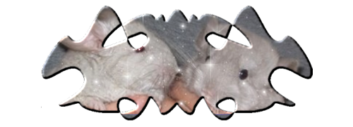 mes annonces chinchillas Forum Index
