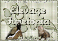 Bienvenue sur le site d'élevage Furetopia de Meliferret! Cliquez sur le logo pour retour à l' Forum Index
