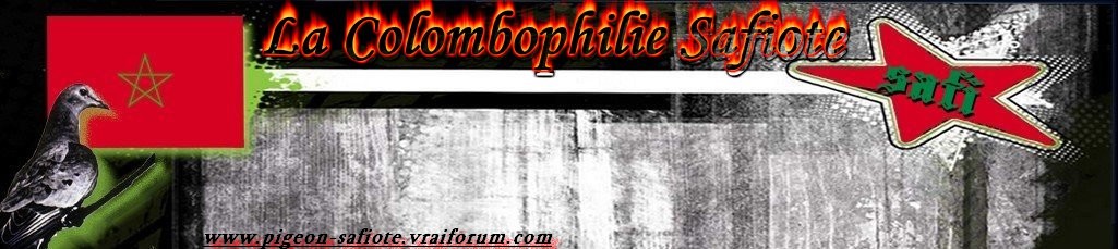 la colombophilie marocaine - SAFI Forum Index