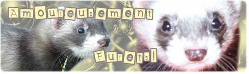 Amoureusement Furets Forum Index