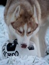 puppy