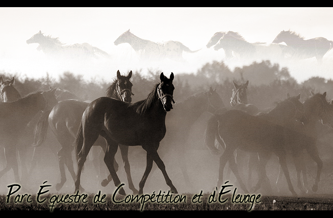 Parc Equestre de Compétition et d'Elevage Forum Index