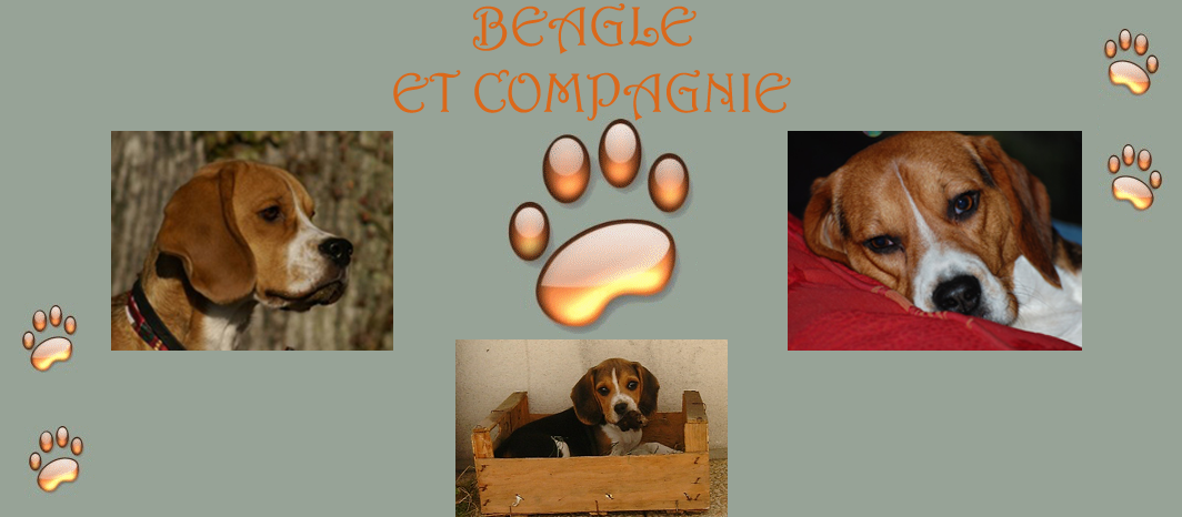 Beagle et compagnie Forum Index