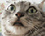 Bigemul... C'est qui? venez voir^^ Smilecat-9a3a5f