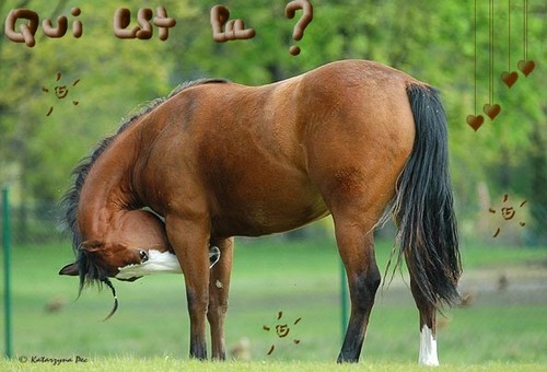 Who is Online